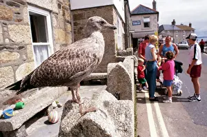 Cornwall: Herring GULL - young, on wall in village