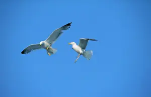 Combat: Herring GULLS - in aerial combat