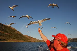 Bread: Herring Gulls - in flight above water - being fed bread