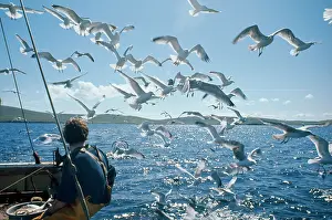 Trawler: Herring Gulls - following trawler