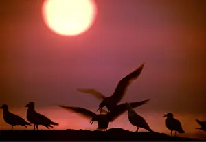 Gulls: HERRING GULLS - group, at sunset