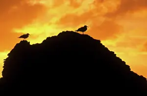 Monterey: Herring Gulls on a rock at sunset