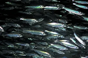 Important: Herring, historically important shoaling fish