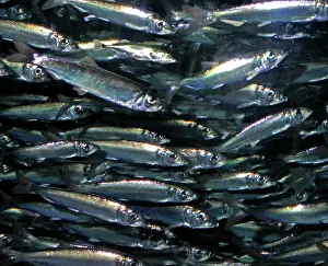 Important: Herring, historically important shoaling fish