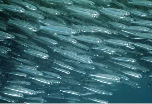 Herring: HERRING - SHOAL