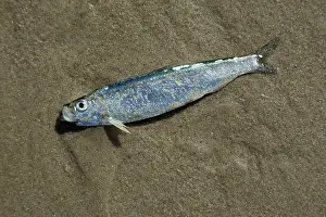 Herrings: HERRING - stranded on shore