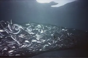 Commerical: HERRINGS - caught in net