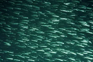 Herrings: Herrings - shoal