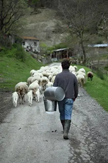 Raising: Hersman and his Sardinian sheep herd in Casentino - Tuscany