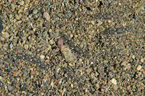 Worm: Hesionoid Worm - Bulaken dive site, Amed, Karangasem