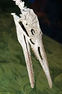 Regalis: Hesperornis Bird Fossil