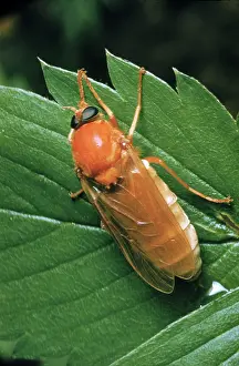 Gnats: Hessian Fly, a gall midge