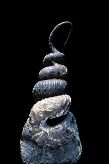 Ammonite: Heteromorph ammonite - Pierre Shale Formation -