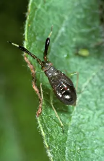 Mites: Heterotoma planicornis nymph