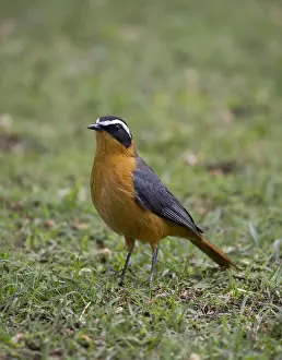 Browed: Heuglin's robin or White-browed robin-chat Cossypha