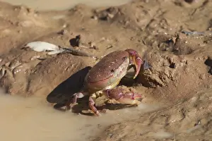 Hibernating: Hibernating Crab