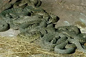 Warmth: Hibernating Prairie Rattlesnakes