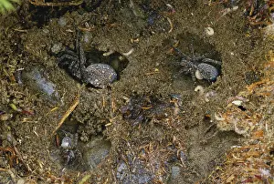 Spiders: Hibernating Spiders