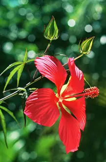 Coccinea: Hibiscus