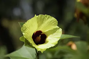Hibiscuses: Hibiscus