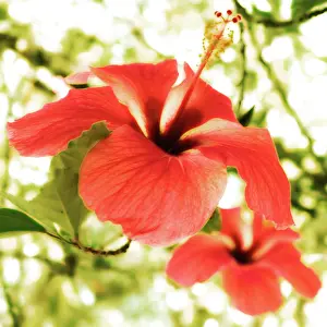 Erotic: Hibiscus