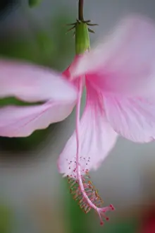 Shoe: Hibiscus