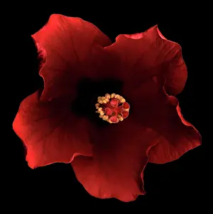 Unexplained: Hibiscus