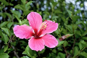 Siam: Hibiscus
