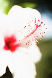 Stamens: Hibiscus