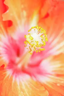 Pistil: Hibiscus