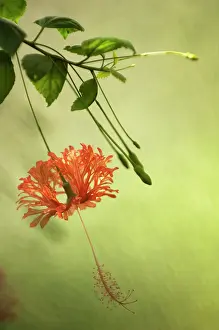 Lanterns: Hibiscus