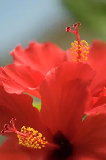 Shoe: Hibiscus
