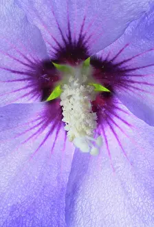 Erotic: Hibiscus