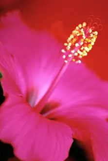 Erotic: Hibiscus