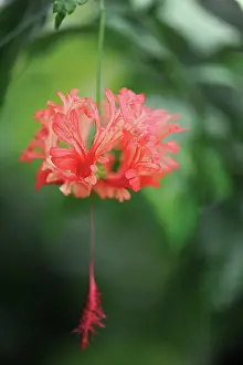Lanterns: Hibiscus