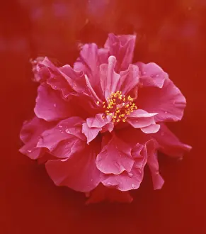 Deluxe: Hibiscus