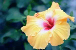 Syriacus: Hibiscus