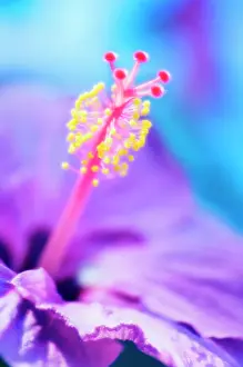 Syriacus: Hibiscus