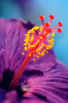 Syriacus: Hibiscus