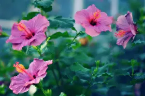 Syriacus: Hibiscus