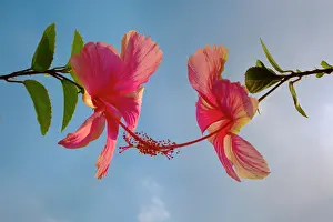 Nurturing: Hibiscus