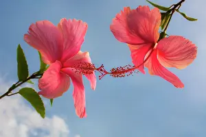 Nurturing: Hibiscus