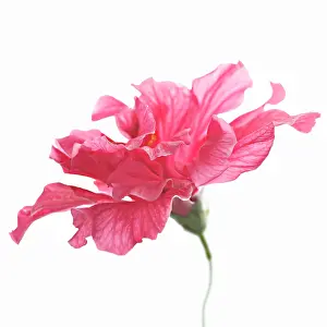 Shoe: Hibiscus