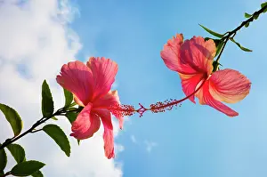 Nurturing: Hibiscus
