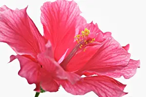Shoe: Hibiscus