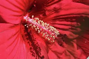 Vein: Hibiscus