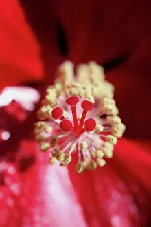 Vein: Hibiscus