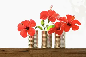 Resourceful: Hibiscus