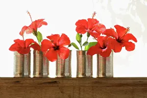 Resourceful: Hibiscus