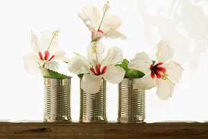 Leadership: Hibiscus
